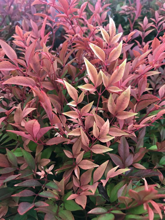 Nandina – Gulf Stream 3g (Nandina domestica 'Gulf Stream')