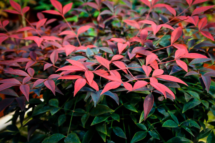 Nandina  Flirt 3g (Nandina domestica 'Murasaki' PP21391)