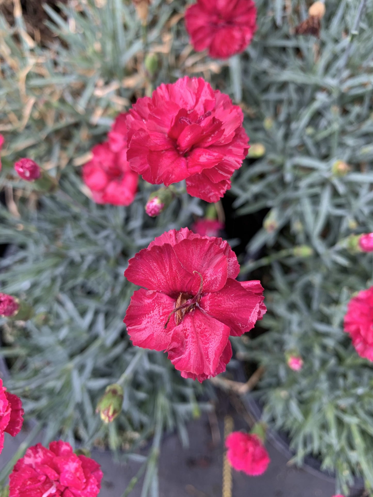 Dianthus Frosty Fire 1g (Dianthus x allwoodii 'Frosty Fire')