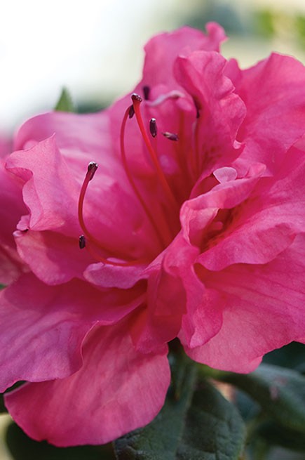 Encore® Azalea – Autumn Rouge™ 3g (Rhododendron ‘Conlea’)