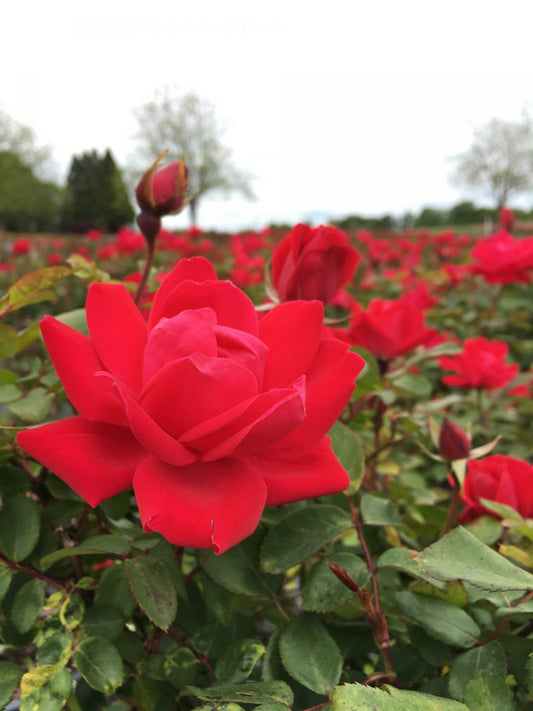 Rose – Red Double Knock Out® 3g (Rosa 'Radtko')