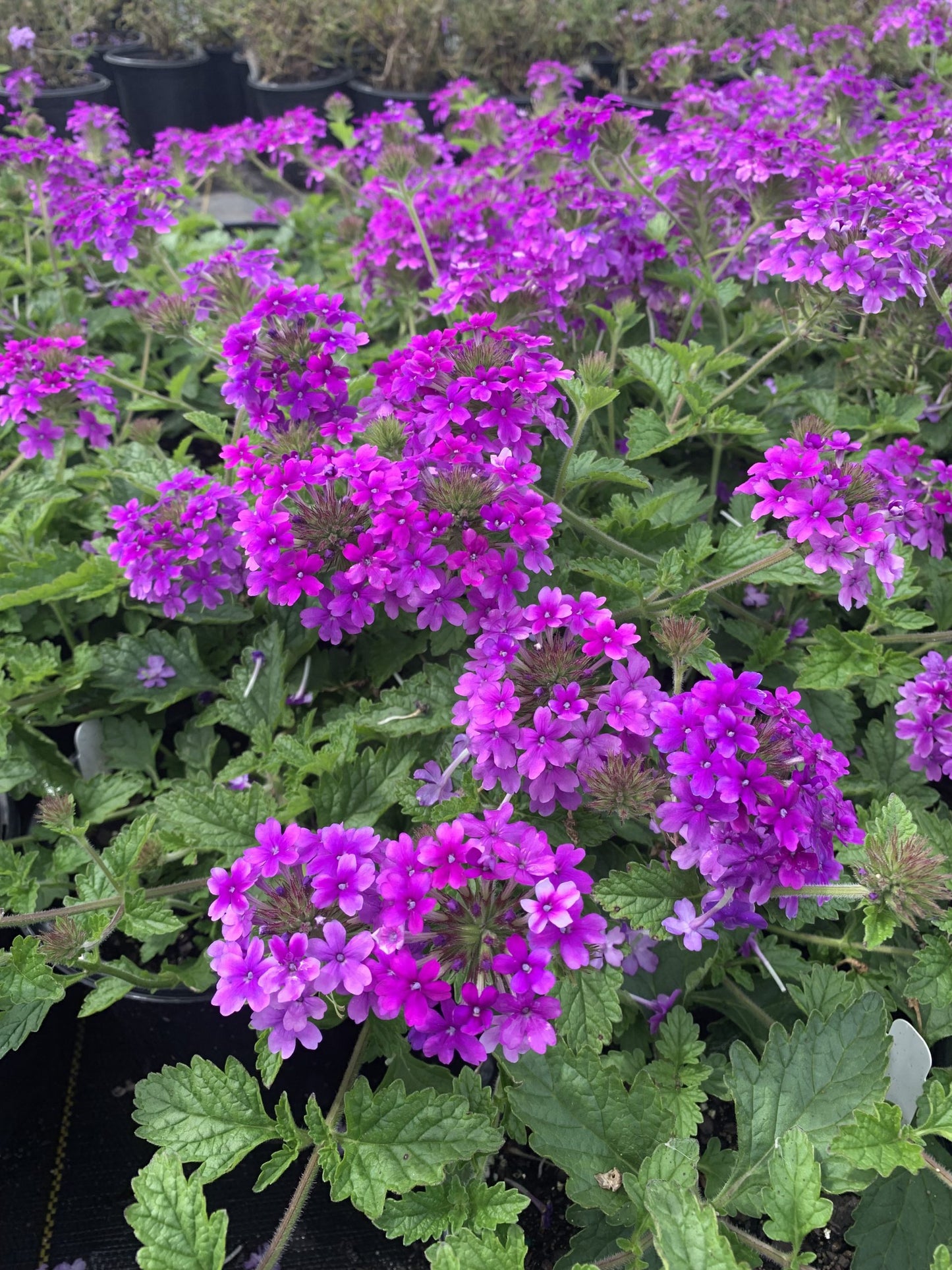 Verbena Homestead Purple 1g (Verbena 'Homestead Purple')