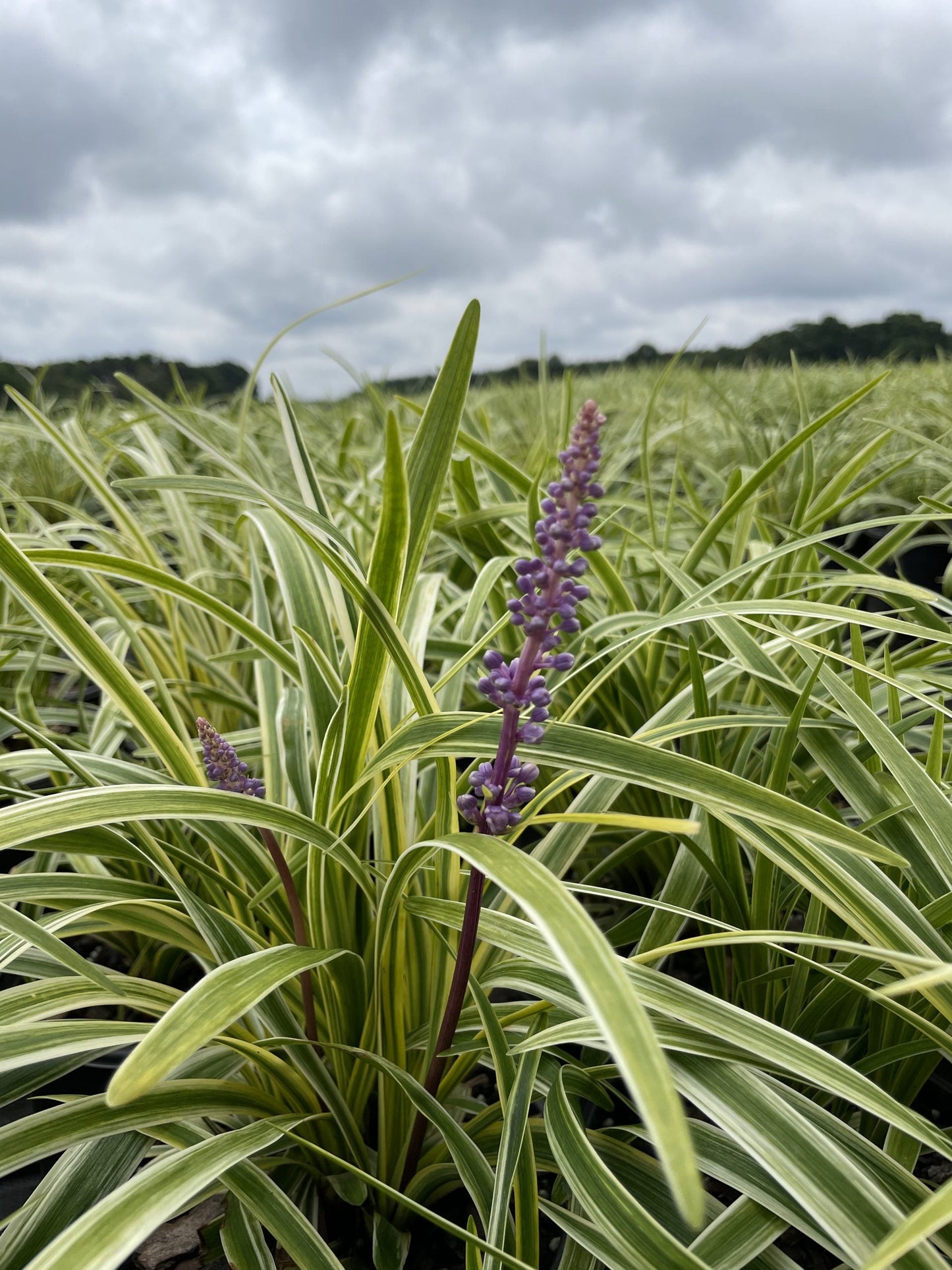 Lilyturf Silvery Sunproof 1g (Liriope muscari 'Silvery Sunproof')