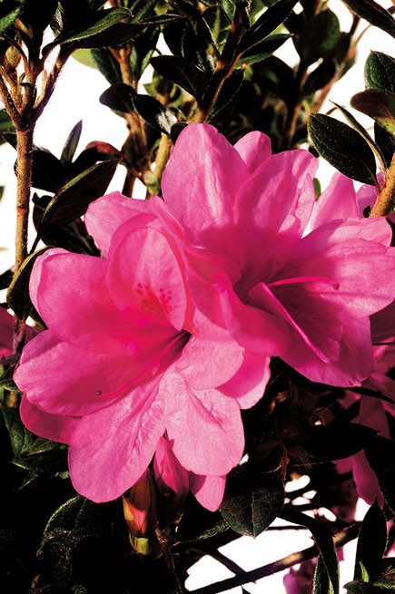 Encore® Azalea – Autumn Empress™ 3g (Rhododendron 'Conles' PP12109)