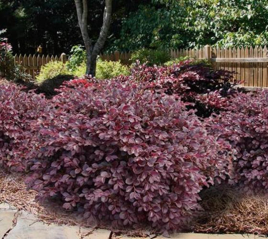 Loropetalum Daruma (Loropetalum chinensis 'Daruma')