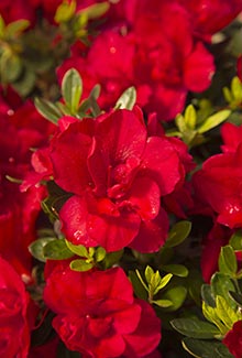 Encore® Azalea – Autumn Bonfire™ 3g (Rhododendron 'Robleza' PP29770)