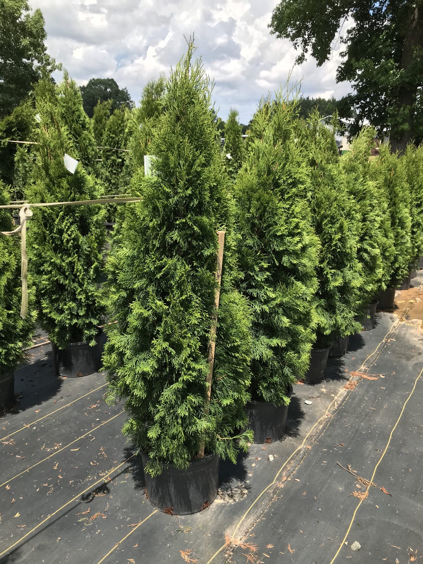 Emerald Green Arborvitae