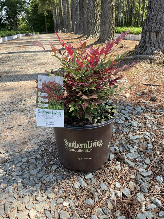 Nandina Obession 3g (Nandina domestica 'Seika' PP21891)