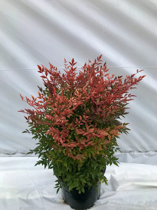 Nandina – Gulf Stream 3g (Nandina domestica 'Gulf Stream')