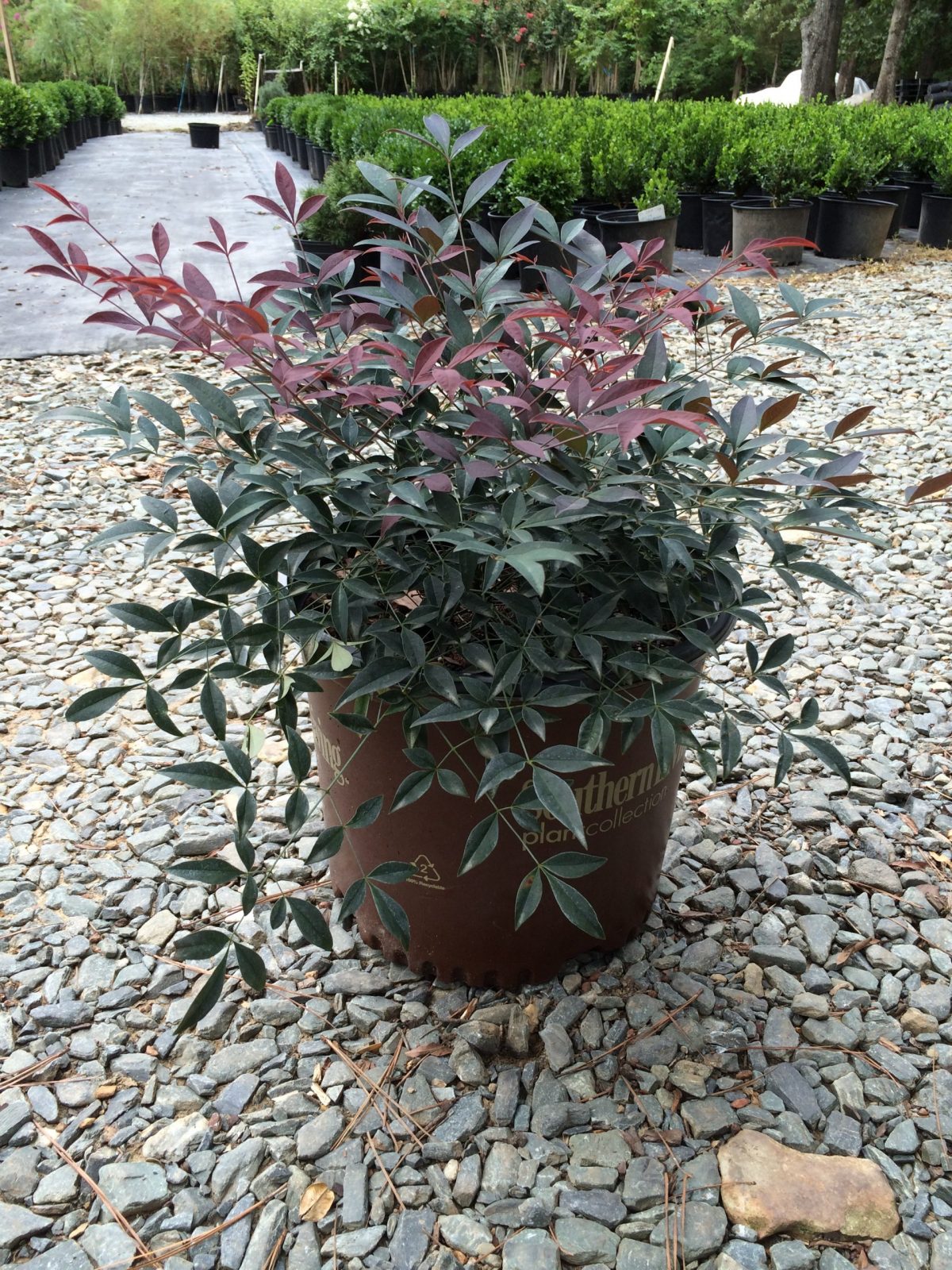 Nandina  Flirt 3g (Nandina domestica 'Murasaki' PP21391)