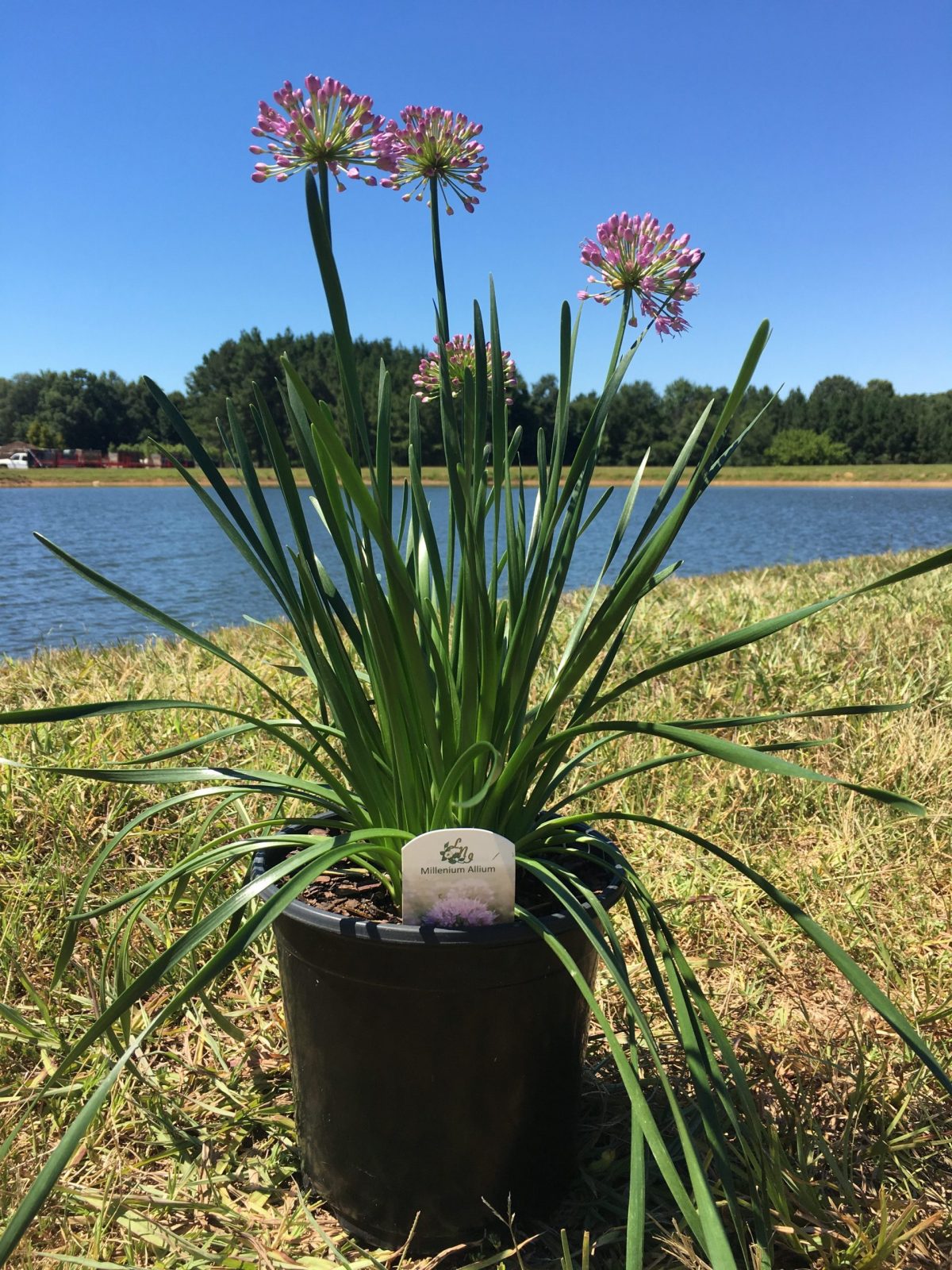 Allium Millenium Flowering Onion 1g (Allium 'Millenium')