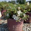 Encore® Azalea – Autumn Ivory 3g (Rhododendron 'Roblev' PP25046)