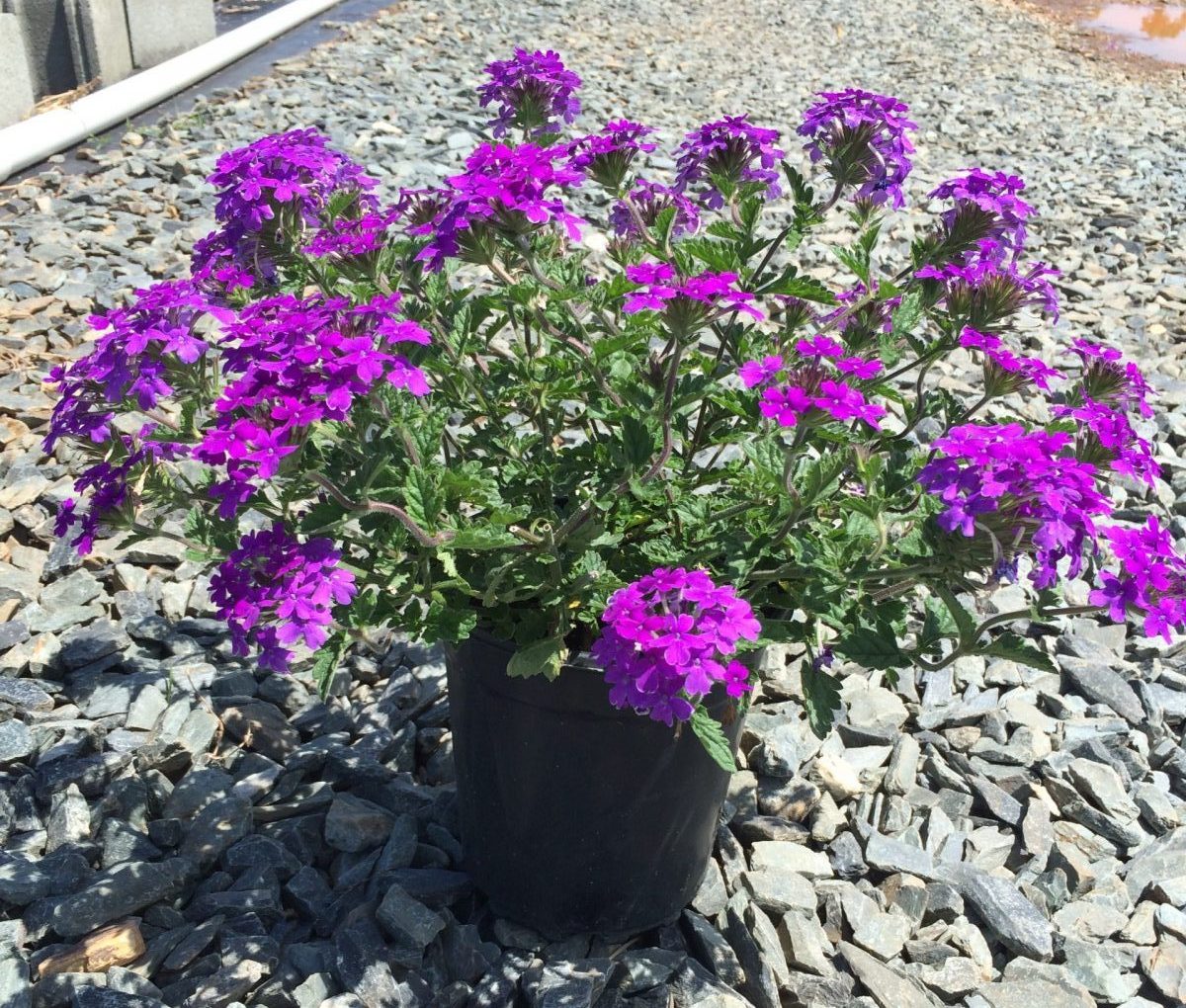 Verbena Homestead Purple 1g (Verbena 'Homestead Purple')