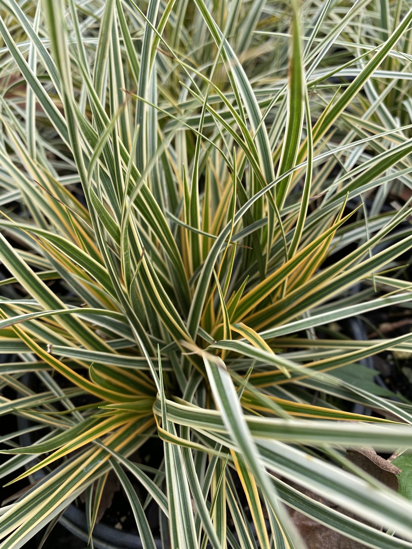 Sedge EverColor Everglow 1g (Carex morrowii PP30466)