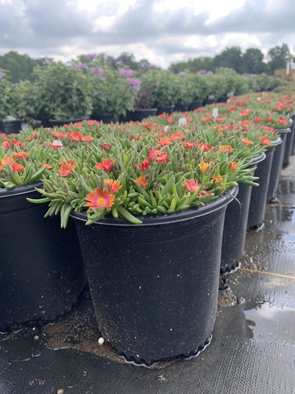 Ice Plant Jewel of Desert Garnet 1g (Delosperma 'Garent')