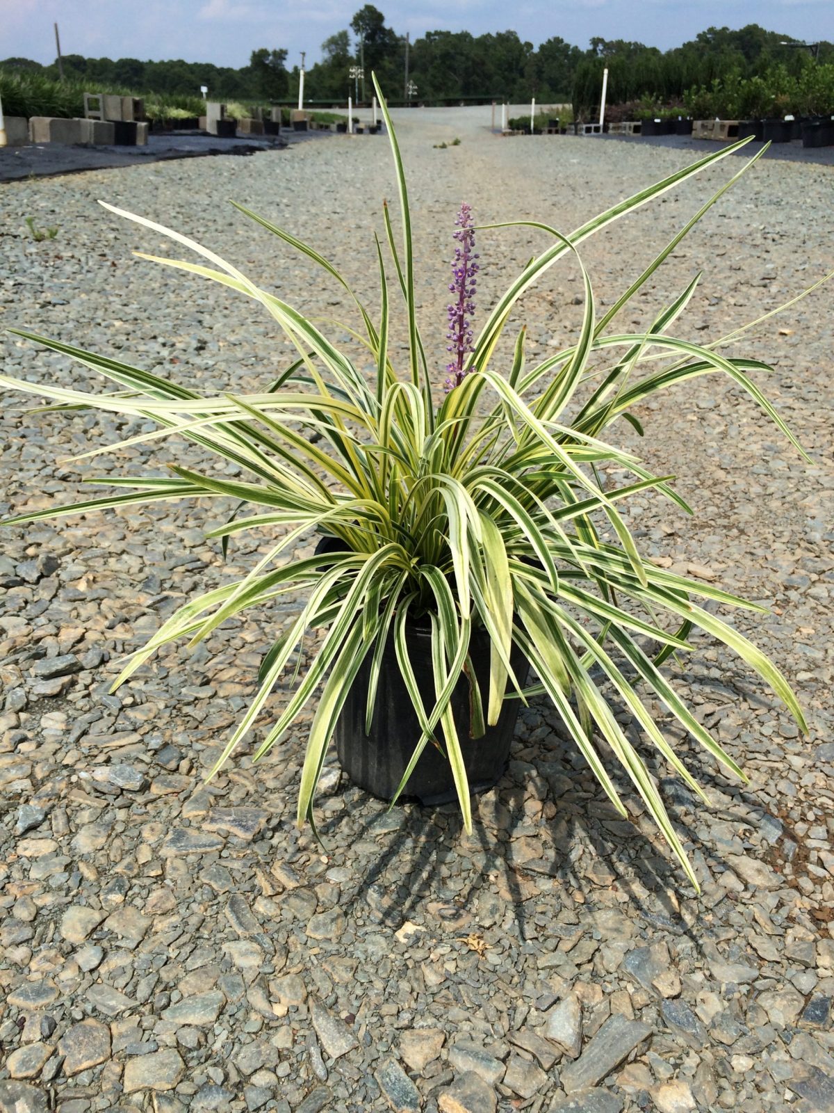 Lilyturf Silvery Sunproof 1g (Liriope muscari 'Silvery Sunproof')