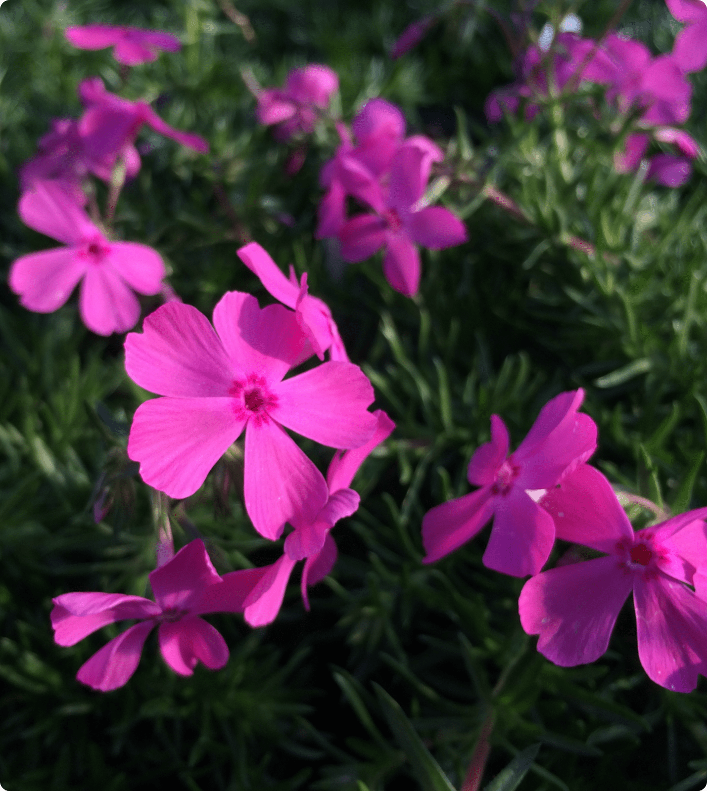 Phlox Drummonds Pink 1g (Phlox subulata 'Drummond's Pink)