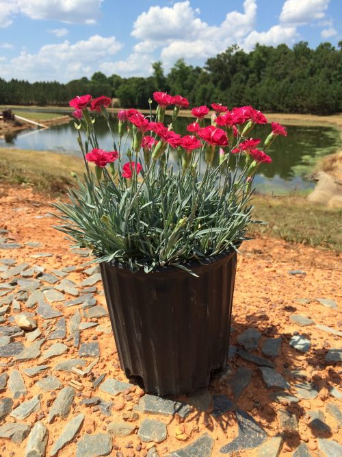 Dianthus Frosty Fire 1g (Dianthus x allwoodii 'Frosty Fire')