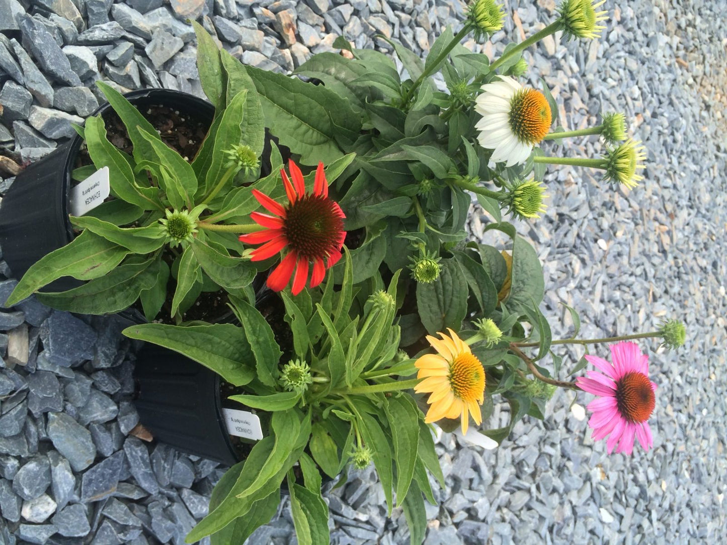 Coneflower Cheyenne Spirit 1g (Echinacea hybrida 'Cheyenne Spirit')