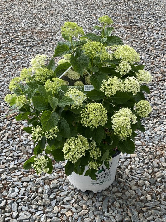 Hydrangea – Invincibelle Limetta® 3g (Hydrangea arborescens 'Limetta')