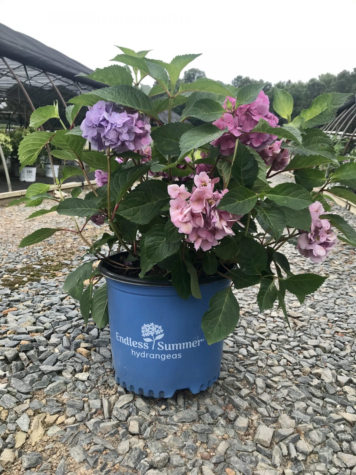 Hydrangea Bloomstruck 3g (Hydrangea macrophylla 'PIIHM-II' PP25566)