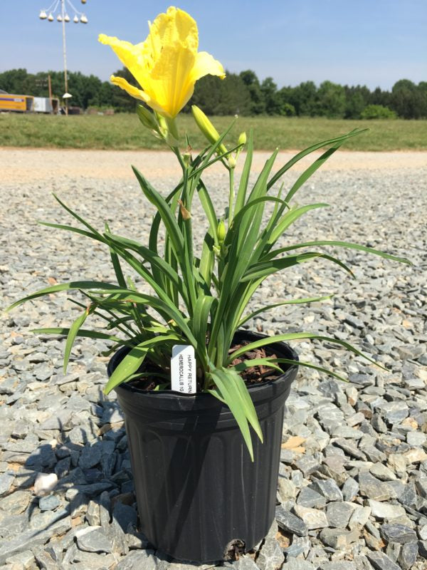 Daylily Happy Returns 1g (Hemerocallis 'Happy Returns')