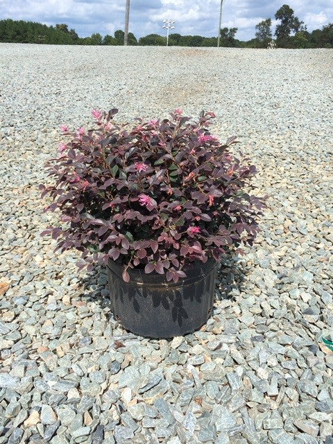 Loropetalum Daruma (Loropetalum chinensis 'Daruma')