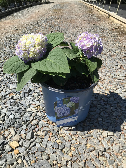 Hydrangea – Endless Summer 3g (Hydrangea macrophylla 'Balimer')