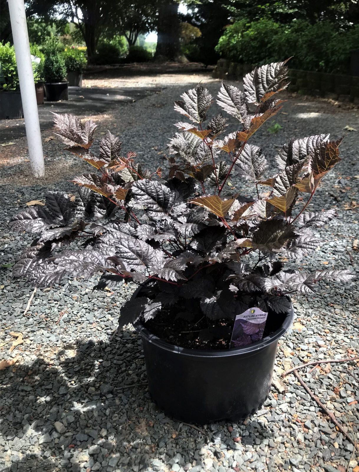 Astilbe  Chocolate Shogun 2G (Astilbe x arendsii 'Chocolate Shogun' PP26430)