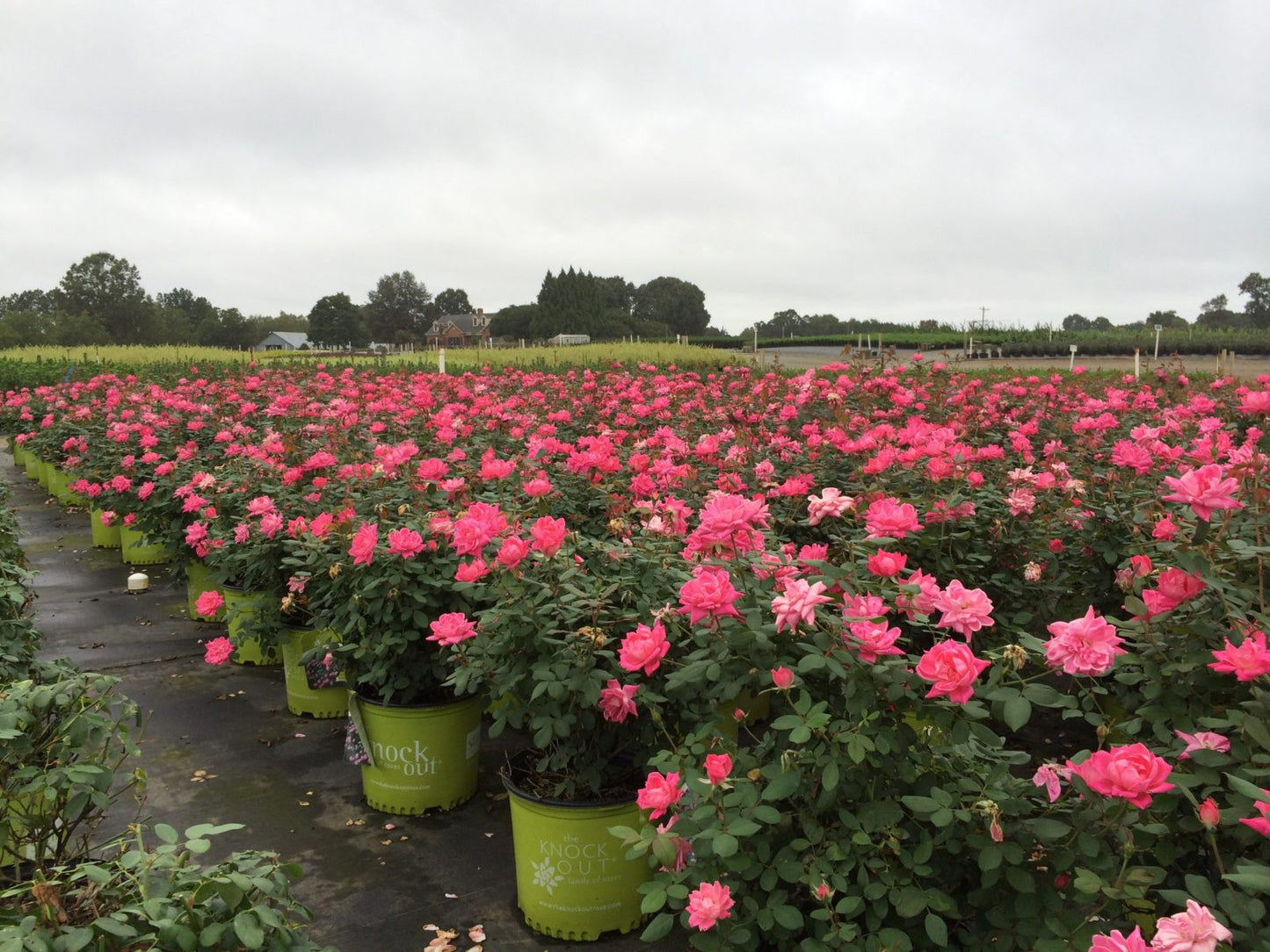 Rose – Pink Double Knock Out® 3g (Rosa 'Radtkopink')