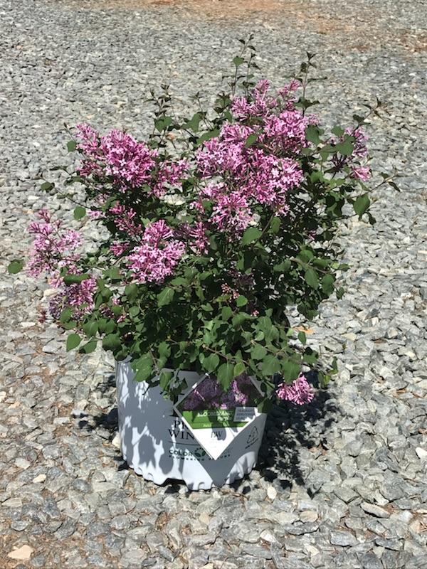 Lilac Bloomerang Purple 3g (Syringa x 'Penda' PP 20575)