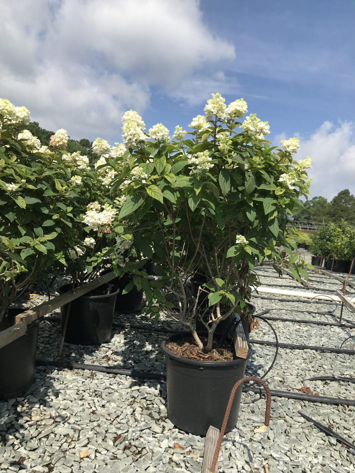 Hydrangea Fire Light 3g (Hydrangea paniculata 'SMHPFL' PP25135)