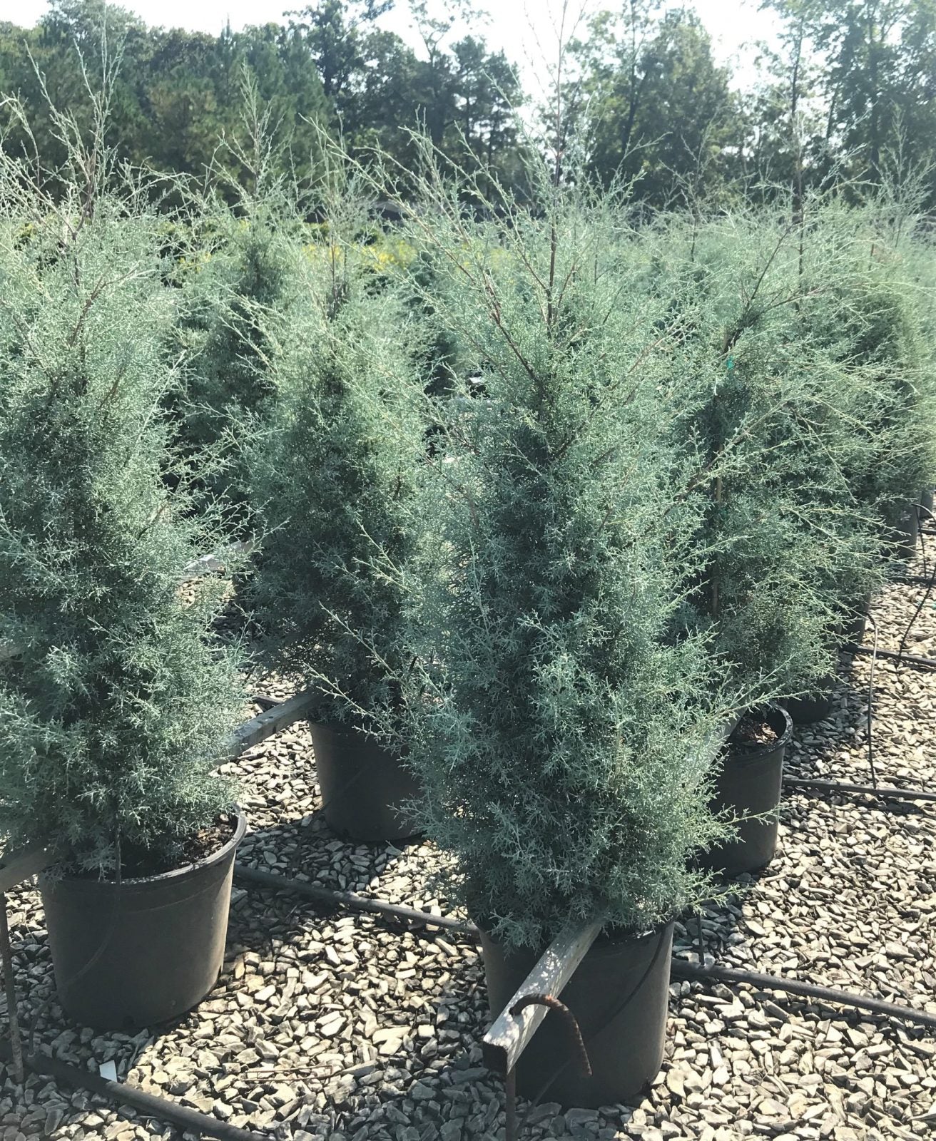 Carolina Sapphire Arizona Cypress – Richardson Roots